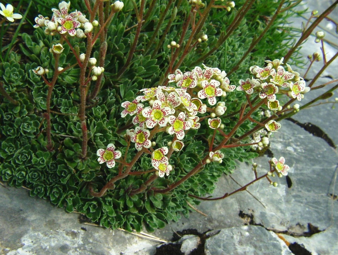 Saxifraga paniculata   (ipercromia)